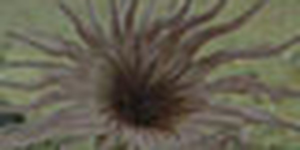 page thumb 9040