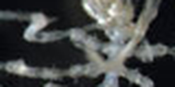page thumb 9334