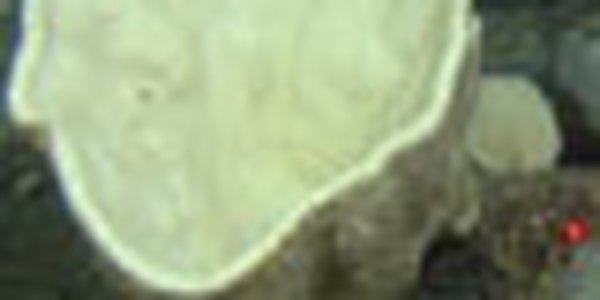 page thumb 9341
