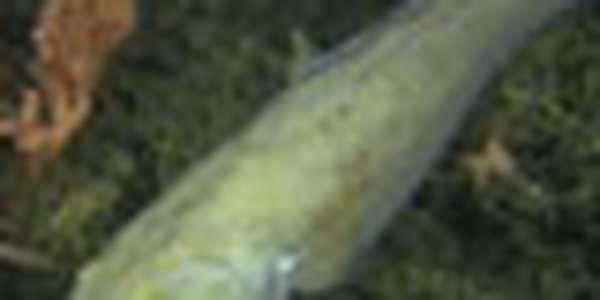 page thumb 9373
