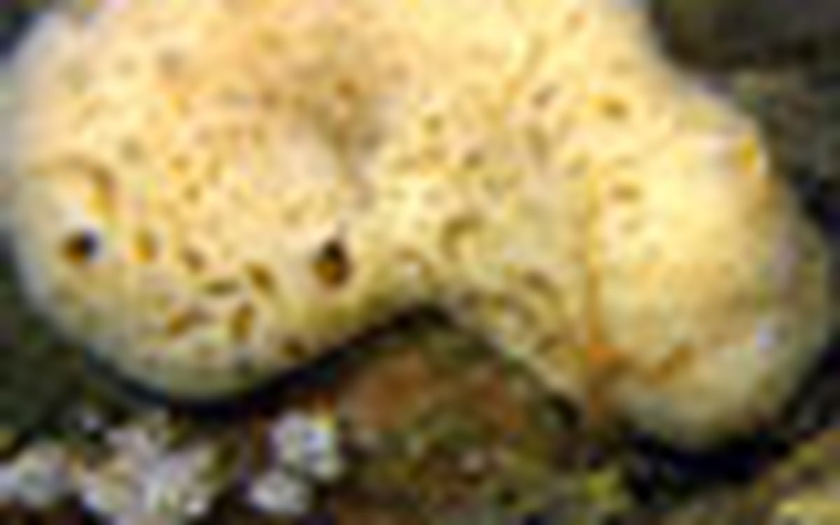 page thumb 9495