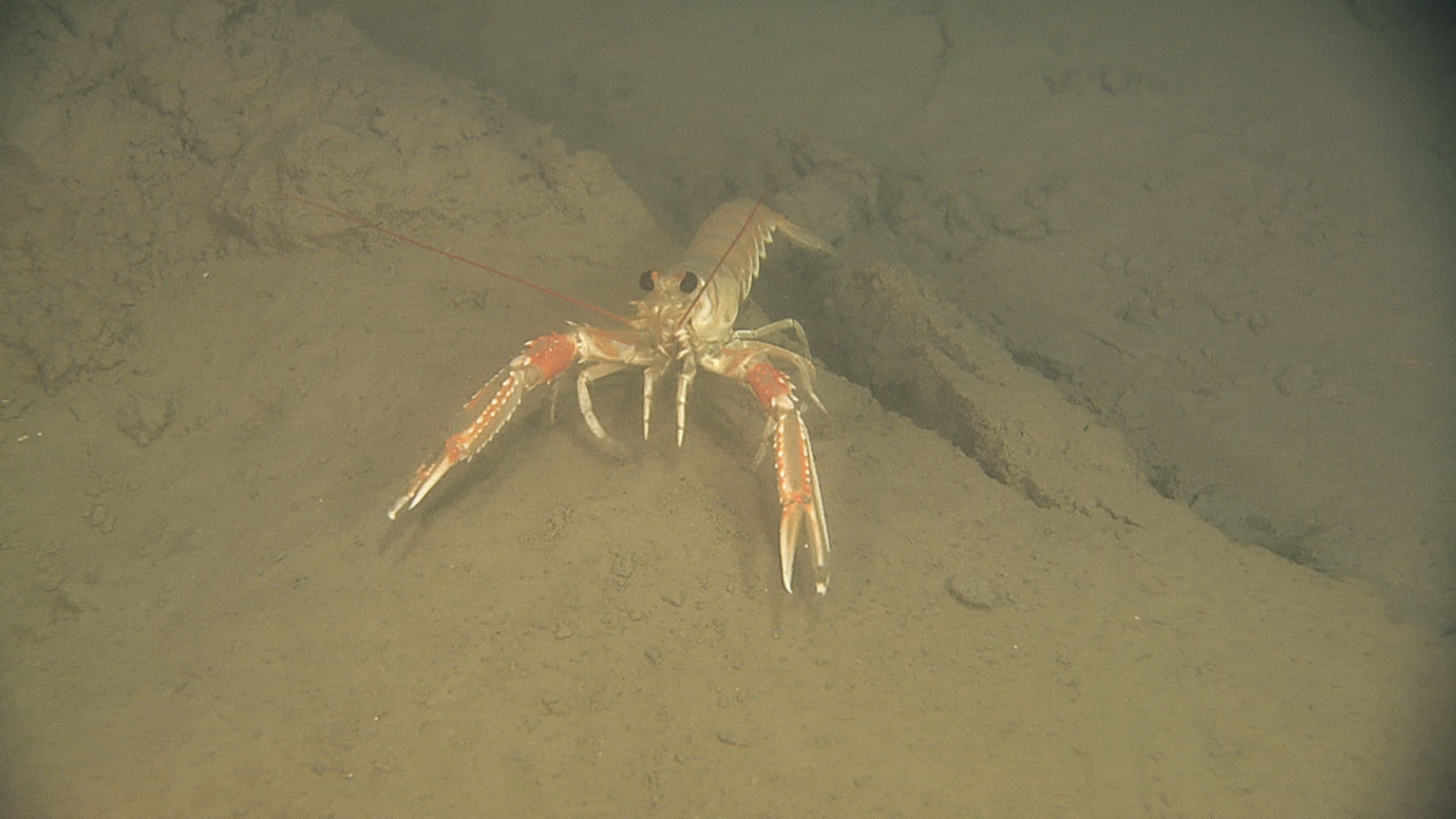 En sjøkreps som kommer krypende ut av et trålspor. Dette trålsporet ser ut som et pløyespor i en åker.