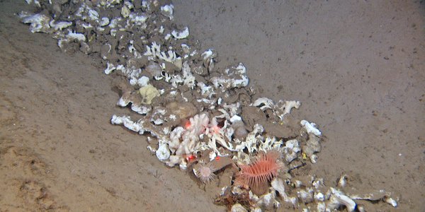 Sponge that has ended up at the bottom of a trawl mark
