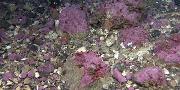 cobbles with purple tint